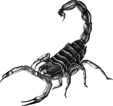 Skorpion tier Wandtattoo - TenStickers