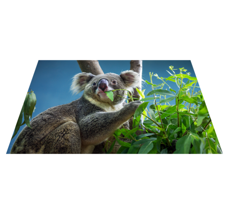 Vinyl Teppich Tiere koala in der natur - TenStickers