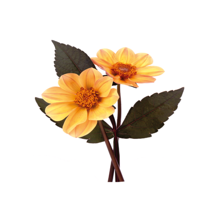 Vinyl Teppich Blumen lebhafte blütenkomposition - TenStickers