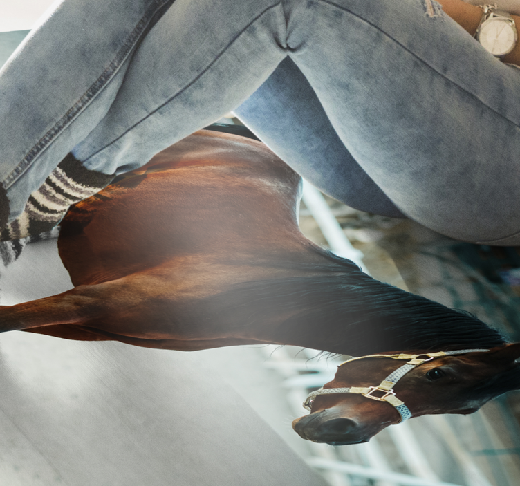 Vinyl Teppich Tiere majestätisches pferdeporträt - TenStickers