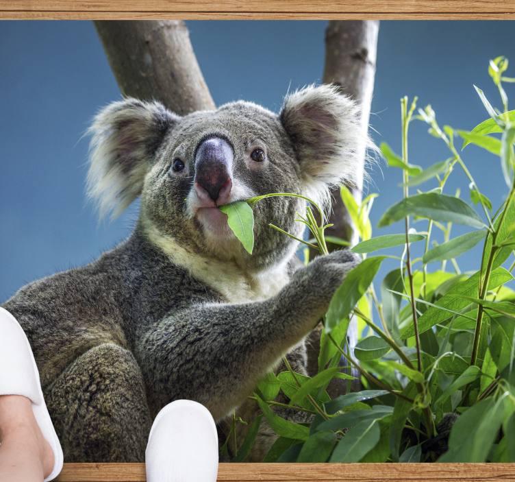 Vinyl Teppich Tiere koala in der natur - TenStickers