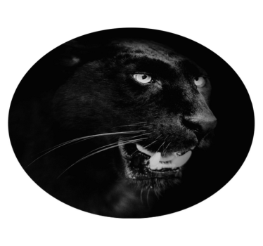 Vinylteppich Tier porträt des schwarzen Panthers - TenStickers
