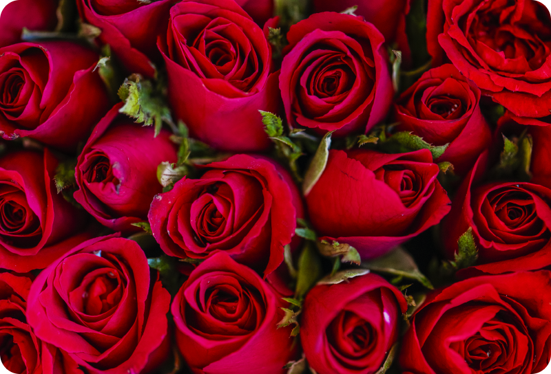 Vinyl teppich blumen im roten blumenstil - TenStickers