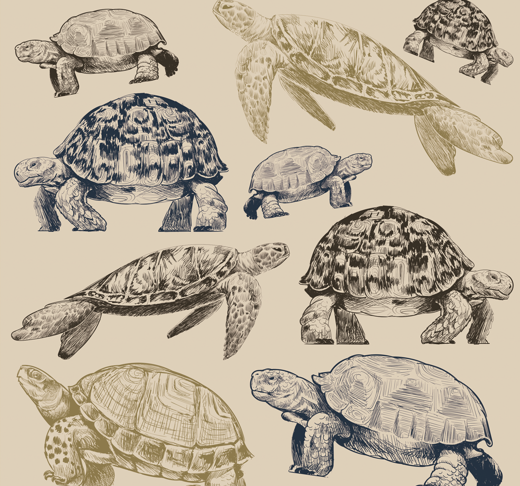 Vinyl teppich schlafzimmer schildkröten auf beigem grund - TenStickers