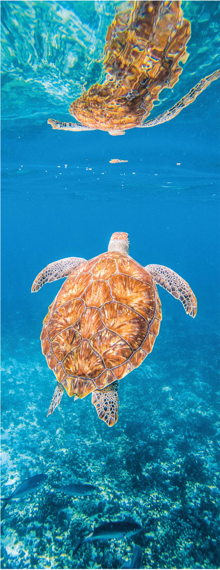 Vinyl teppich bad mit schöner schildkröte unter wasser - TenStickers