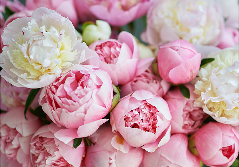 Vinyl teppich rosa strauß pinker rosen - TenStickers