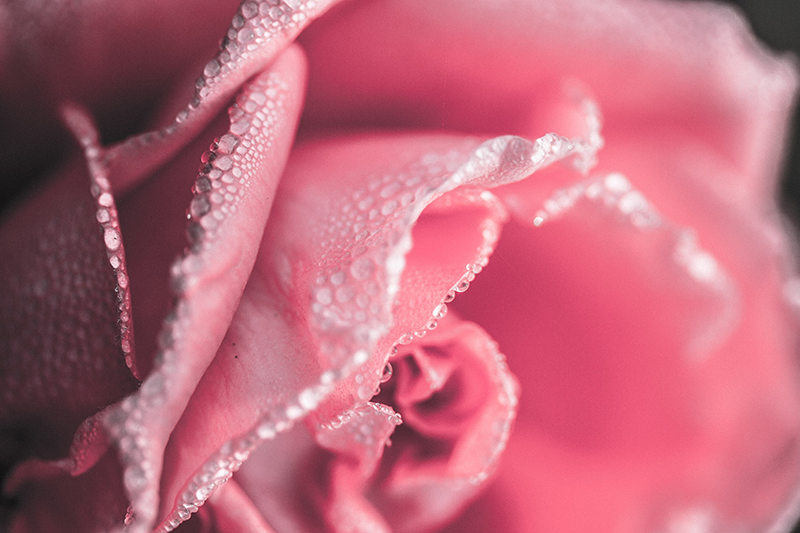 Vinyl Teppich Blumen taufrische rosenblätter - TenStickers