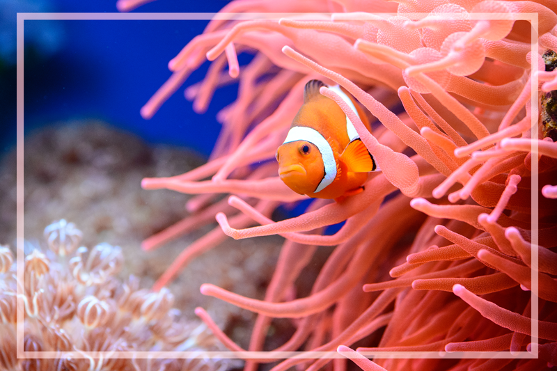 Vinyl Teppich Tiere unterwasser-korallenszene - TenStickers