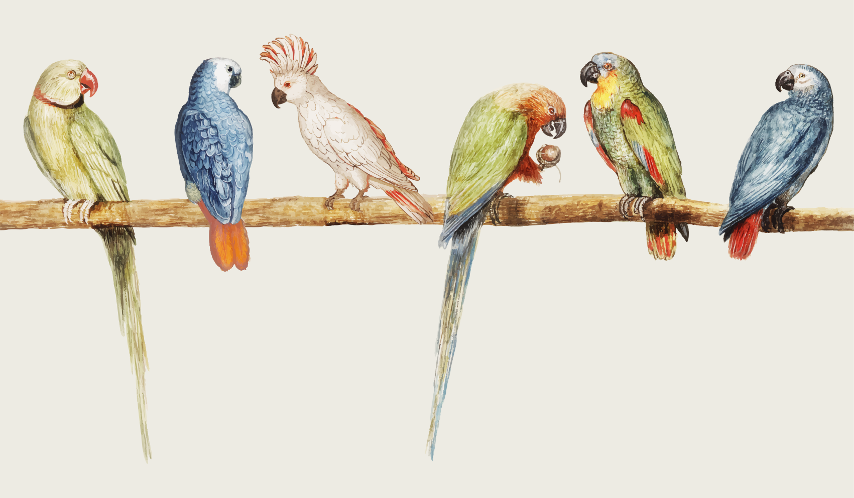 Vinyl Teppich Tiere papagei barsch abbildung - TenStickers