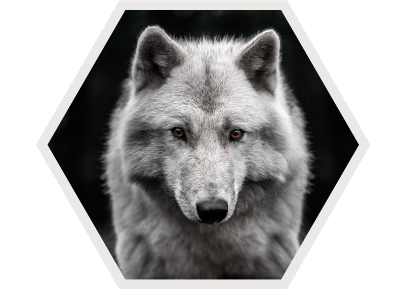 Vinyl Teppich Tiere wolfsporträt - TenStickers