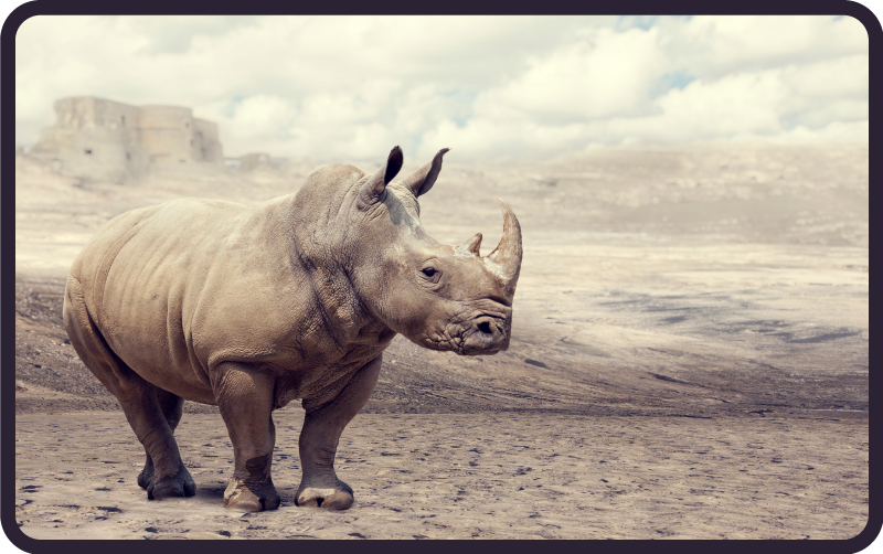 Vinyl Teppich Tiere majestätische nashornszene - TenStickers