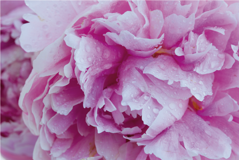 Vinyl Teppich Blumen rosa pfingstrosenblüte - TenStickers