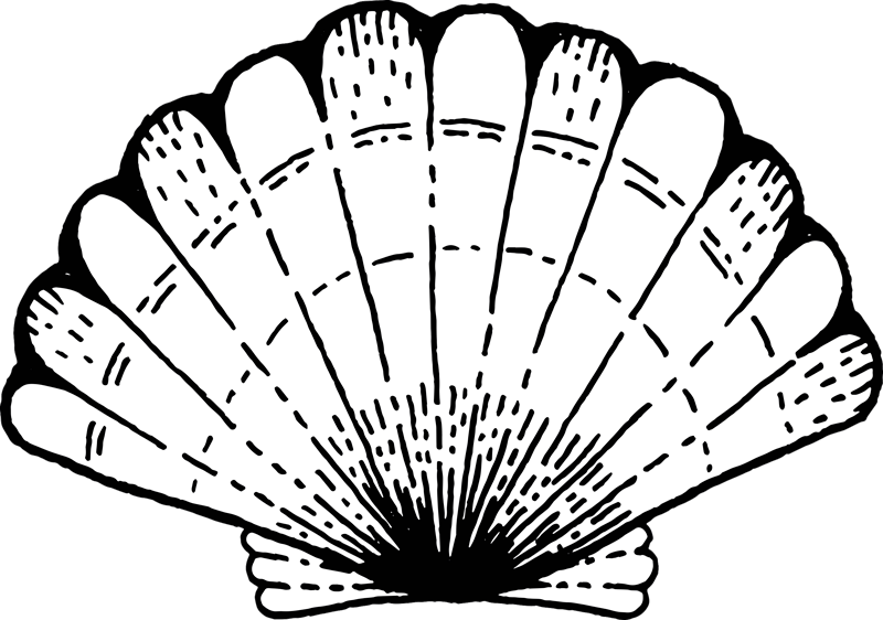 Vinyl Teppich Natur akzent mit muschelmuster - TenStickers