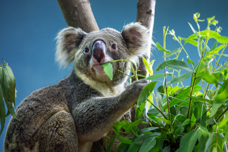 Vinyl Teppich Tiere koala in der natur - TenStickers