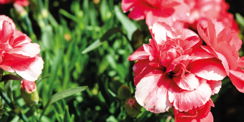 Vinyl Teppich Blumen rosa blüten und gras - TenStickers