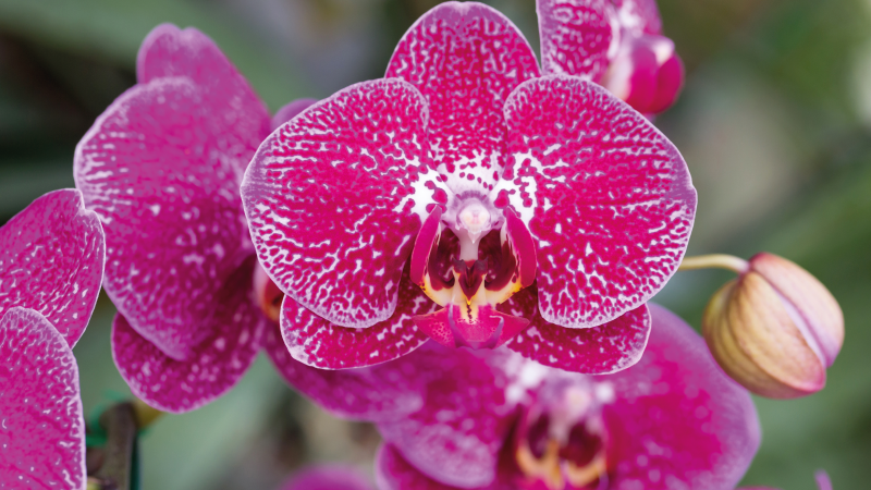 Vinyl Teppich Blumen leuchtende orchideenblüten - TenStickers