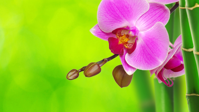 Vinyl Teppich Blumen orchideenblütenfreude - TenStickers