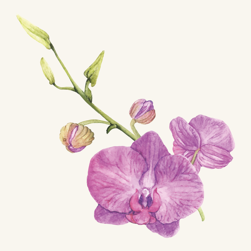 Vinyl Teppich Blumen lila orchideenblüten - TenStickers