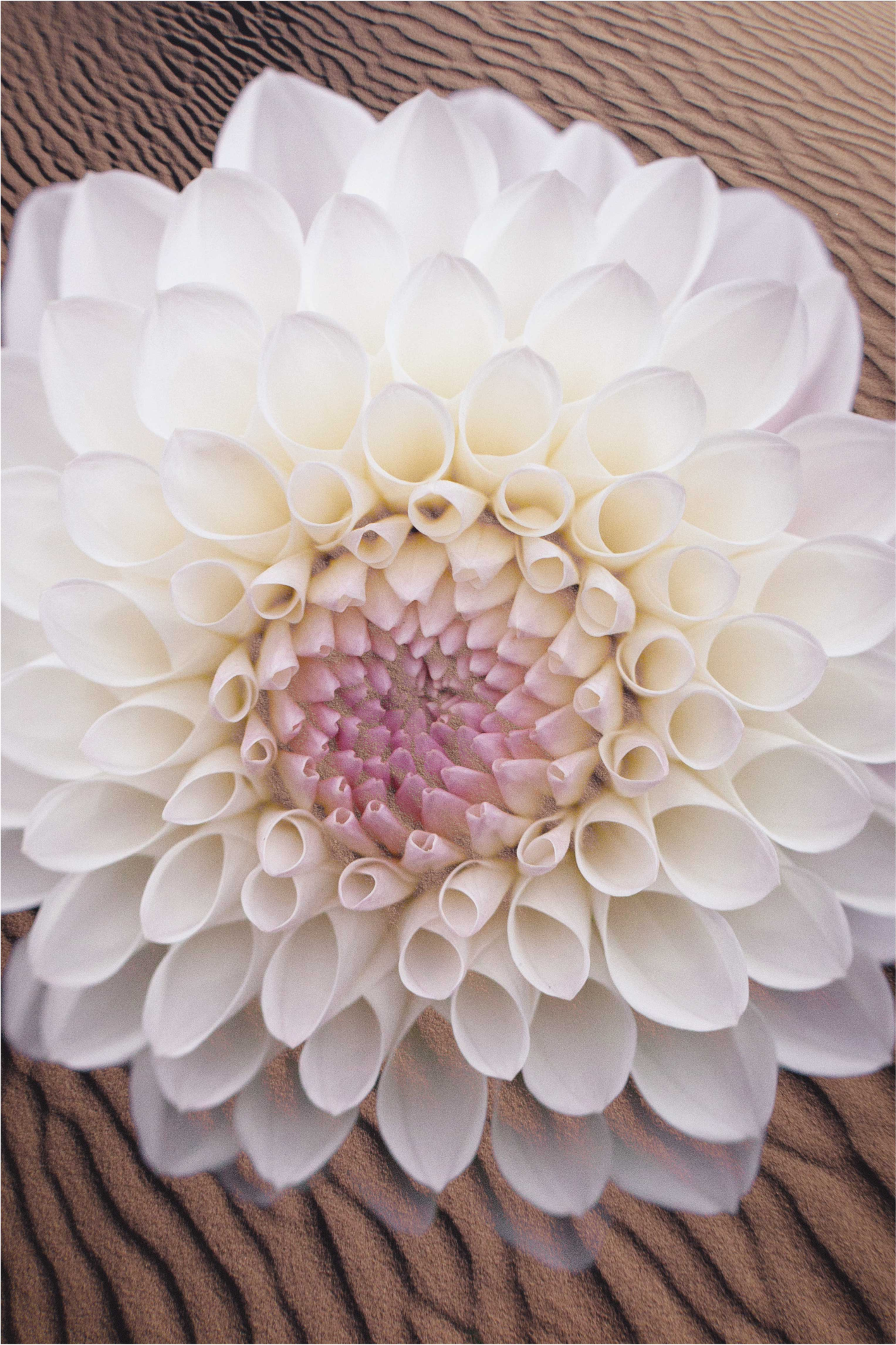 Vinyl Teppich Blumen anmutige blütenkomposition - TenStickers