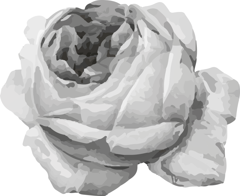 Vinyl Teppich Blumen rosenblüte - TenStickers