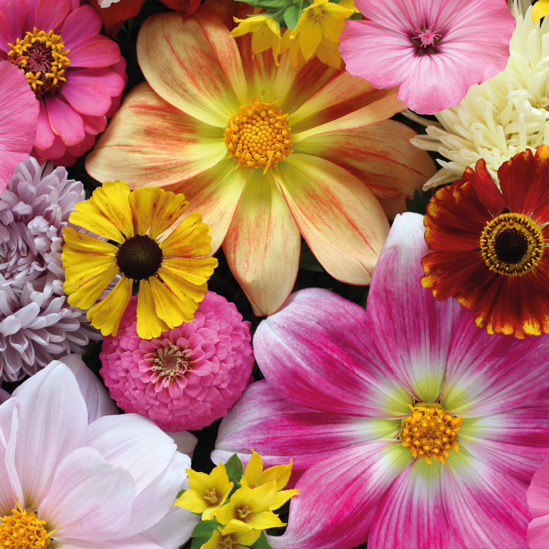 Vinyl Teppich Blumen schönes realistisches arrangement - TenStickers