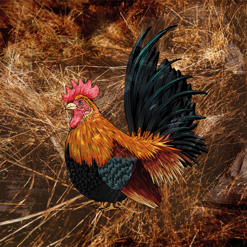 Vinyl teppich tiermuster lebendige hühnerdarstellung - TenStickers