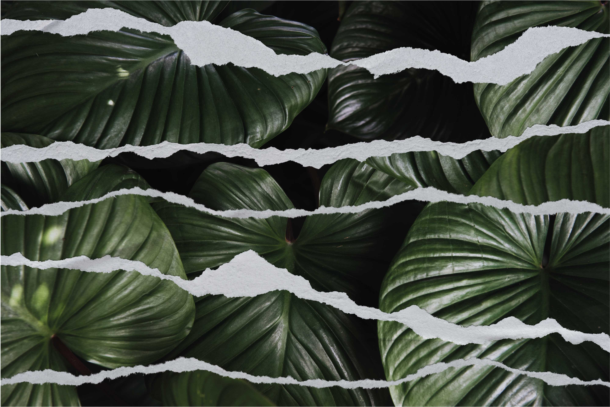 Vinyl Teppich Natur zerrissenes blattmuster - TenStickers