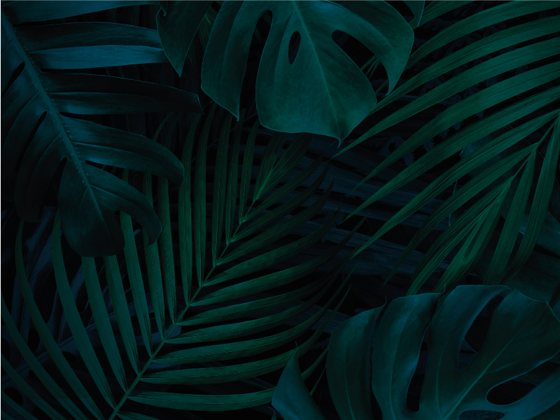 Vinyl Teppich Pflanzen tropisches Laub - TenStickers