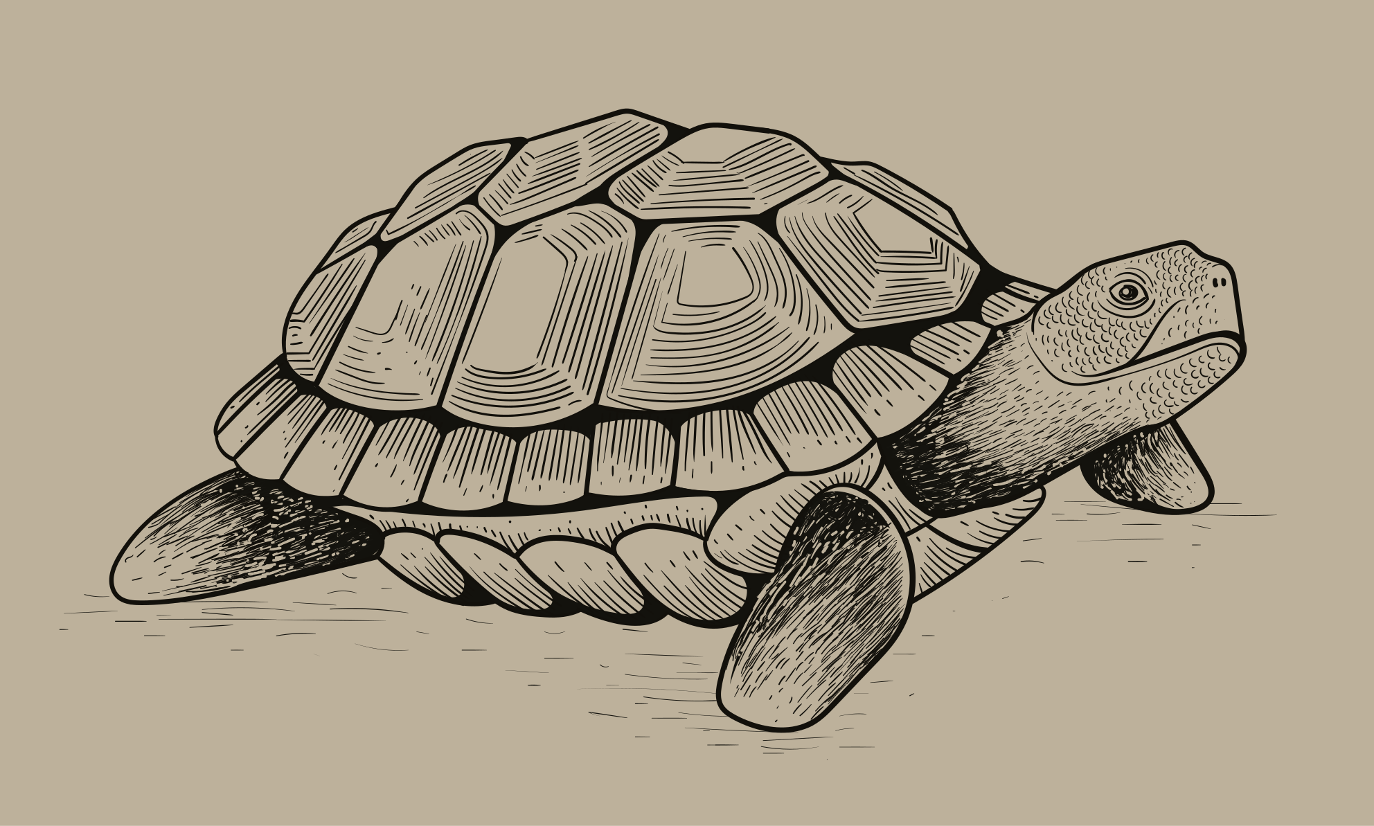 Vinyl Teppich Tiere Schildkrötenillustration - TenStickers