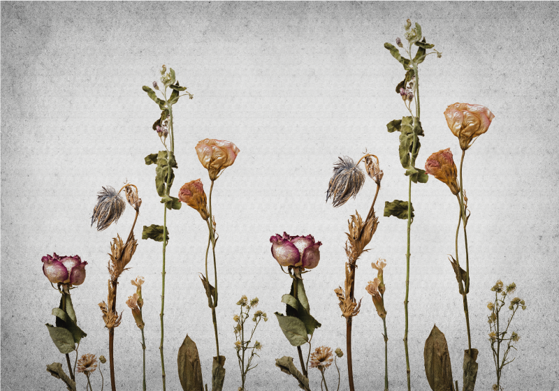 Vinylteppich Blumen Trockenpflanzen im skandinavischen stil - TenStickers