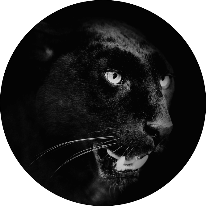 Vinylteppich Tier porträt des schwarzen Panthers - TenStickers