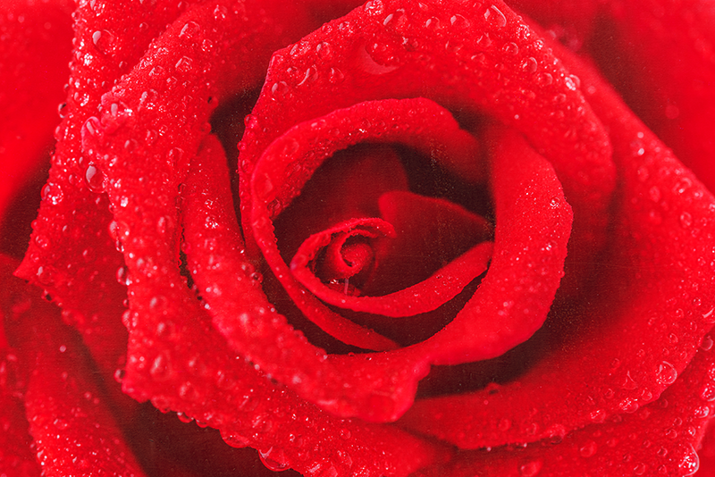 Vinyl Teppich rot große Rose - TenStickers