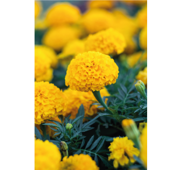 Blumentapete gelbe ringelblüten - TenStickers