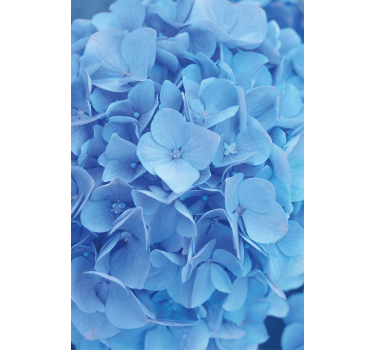 Blumentapete mit hortensienblüten - TenStickers